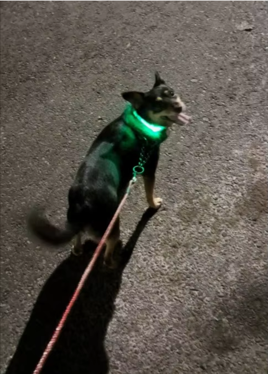 PupGlow™ – Collier Lumineux pour Chien
