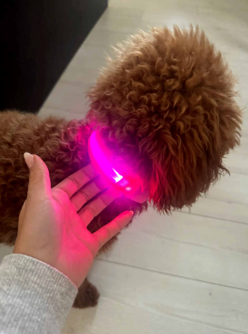 PupGlow™ – Collier Lumineux pour Chien