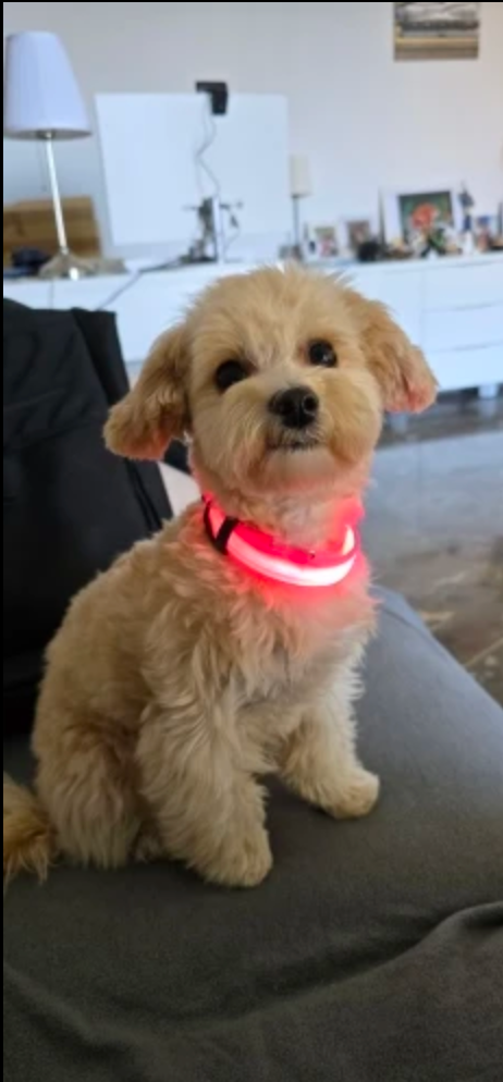 PupGlow™ – Collier Lumineux pour Chien