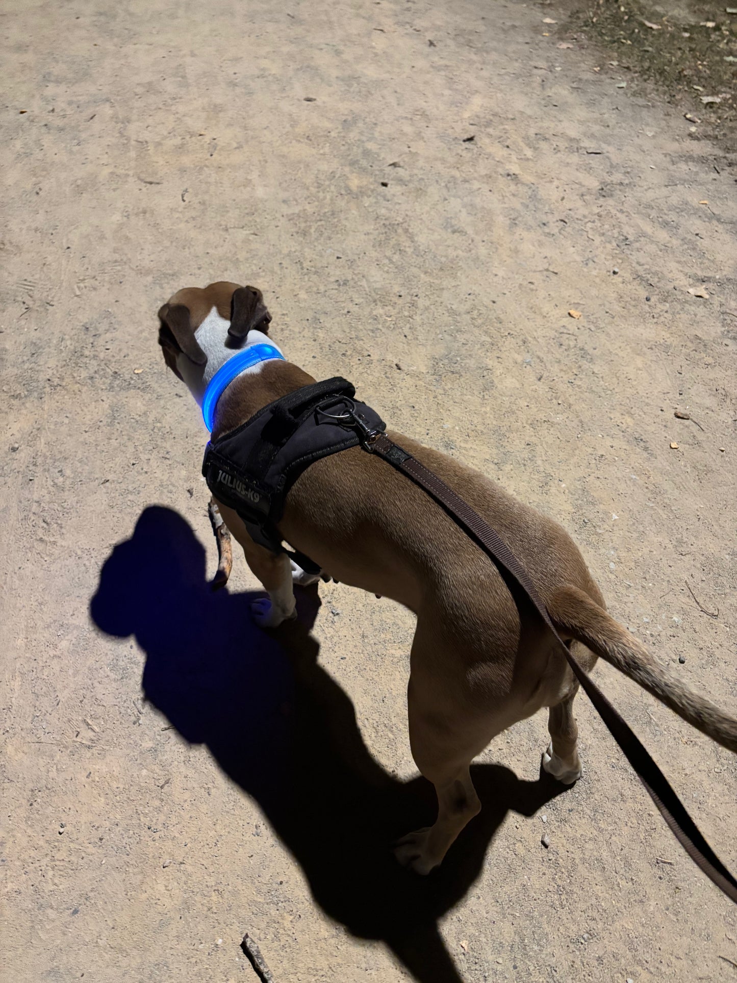 PupGlow™ – Collier Lumineux pour Chien