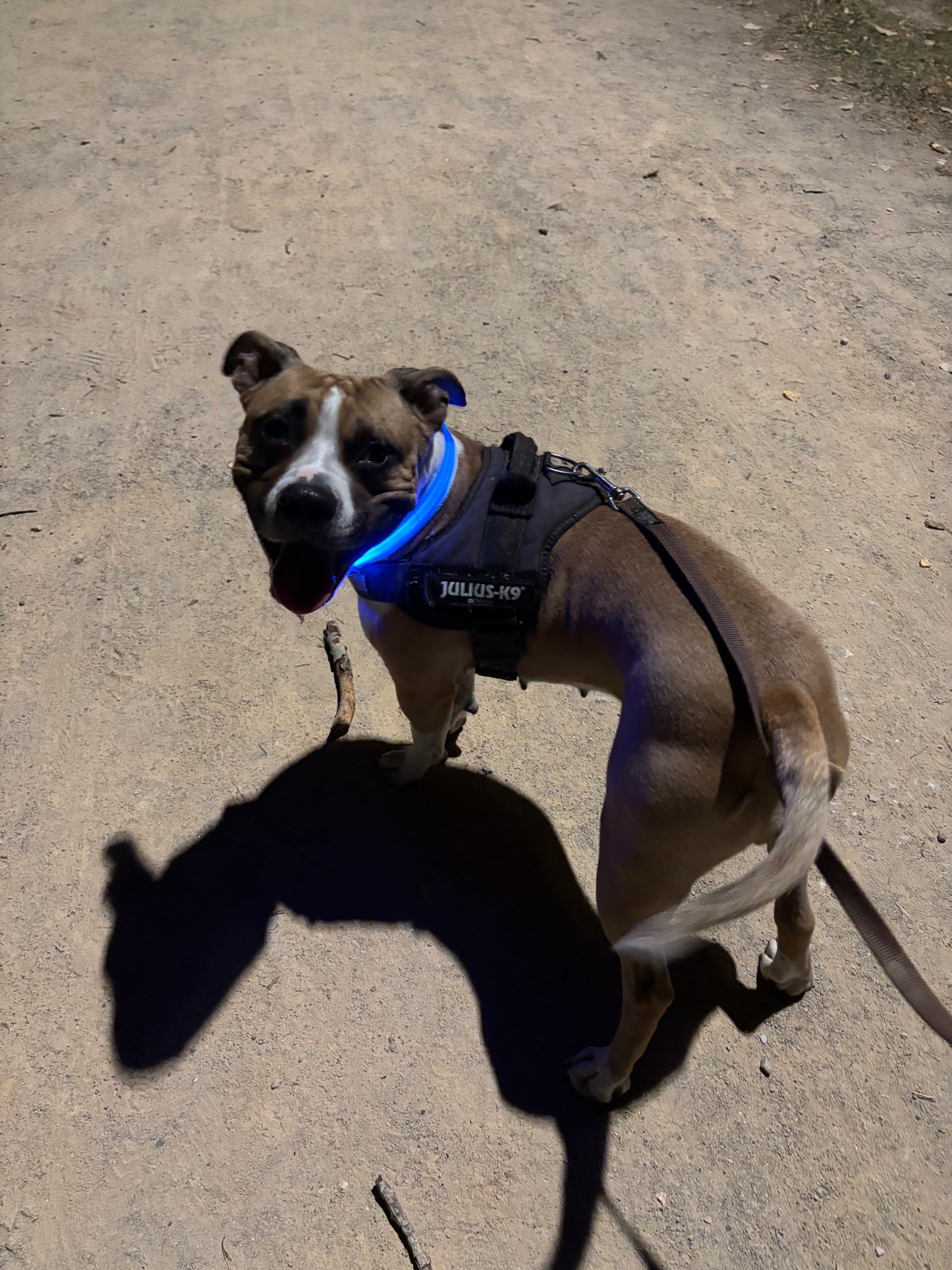 PupGlow™ – Collier Lumineux pour Chien