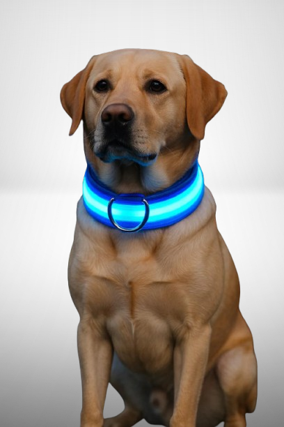 PupGlow™ – Collier Lumineux pour Chien