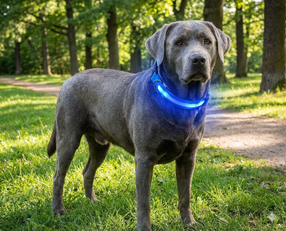 PupGlow™ – Collier Lumineux  pour Chien