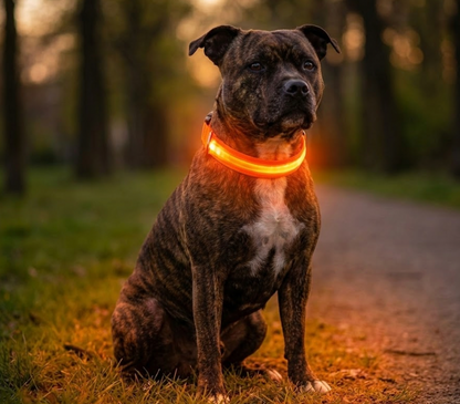 PupGlow™ – Collier Lumineux  pour Chien