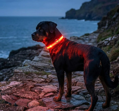 PupGlow™ – Collier Lumineux  pour Chien